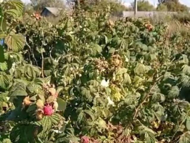 продажа загородная село Бутре улица Садовая