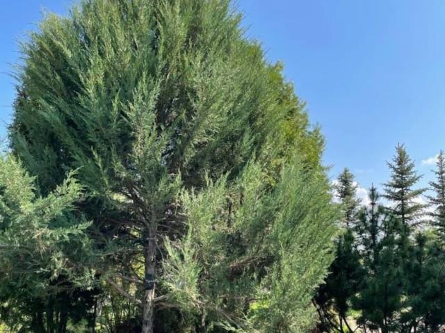 продажа загородная село Кривая Лука улица Дачная, 10