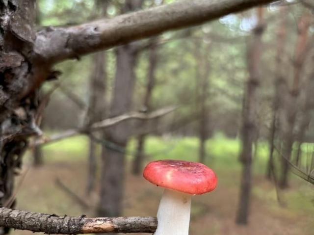 продажа загородная село Новый Буян улица Красноармейская, 19А