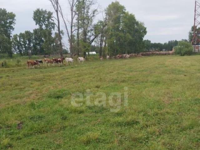 продажа загородная село Озерное улица Переселенческая
