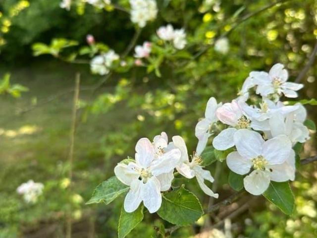продажа загородная село Пшада улица Горная, 18