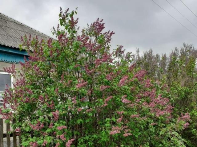 продажа загородная станица Мальчевская улица Шолохова, 18