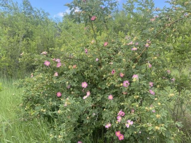 продажа загородная поселок Самарский улица Трудовая
