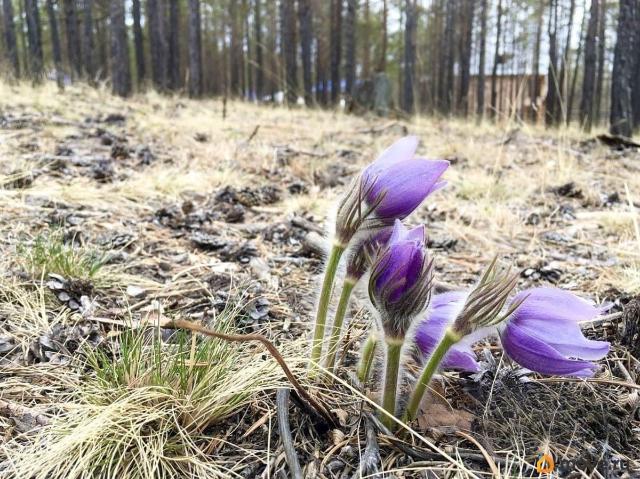 продажа загородная рабочий поселок Хужир улица Лесная, 1