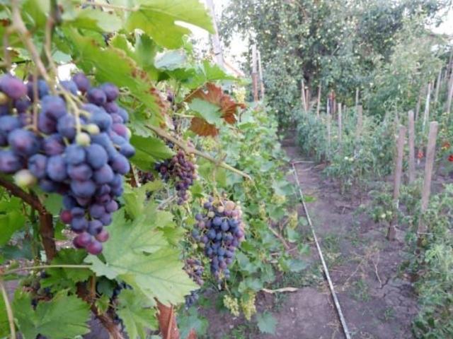 продажа загородная Вольск улица Чернышевского, 130