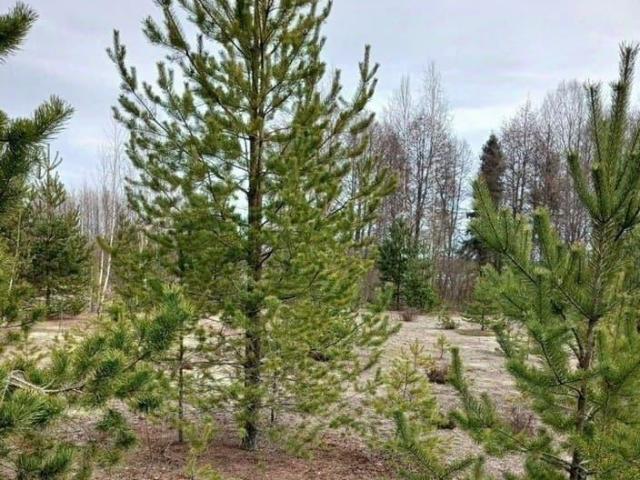 продажа загородная Выборг переулок Графский