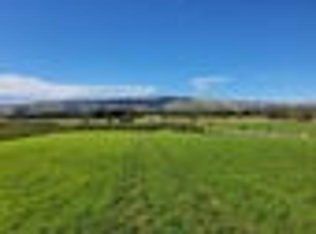 Productive vines grape supply contract available