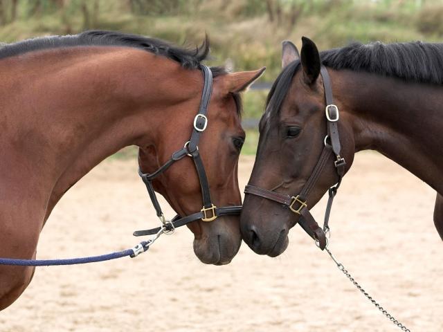 Profi Reitanlage mit 40er Halle und 60er Platz zu verkaufen