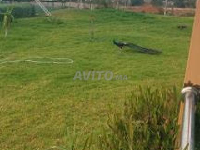 Projet terrains mini foot zone agricole