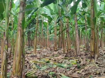 Propiedad Agrícola de 1.97HA en Venta, El Empalme