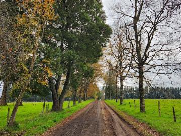 Propiedad Agricola en Venta en Paillaco 3 dormitorios 3 baños
