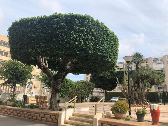 Propiedad en alquiler en Alicante, Santa Pola