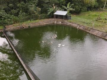 Propiedad en Venta con Estanques para Cría de Tilapia, 8,096 m2, Boquerón
