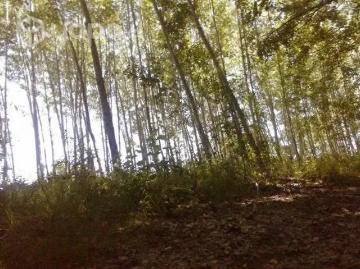 Propiedad en Yungay, Ñuble | 4 Dormitorios por 190000. 00 en Talca