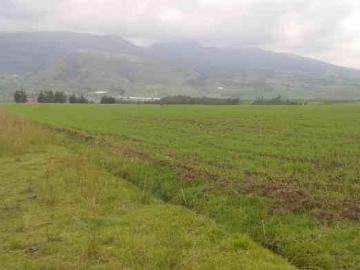 PROPIEDAD PLANA DE 6.5 HAS EN CAYAMBE