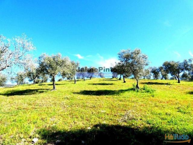 Propriedade 170.000m2, com olival, vinha e terreno p/ novas plantações. Portugal, Bragança, Douro Interior, VILA FLOR. | 26084062402