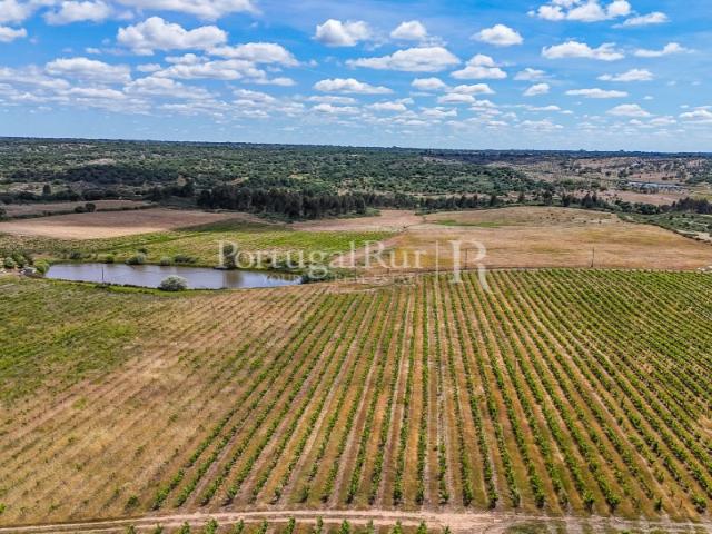 Propriedade vitivinicola com 32ha e marca própria em Nisa