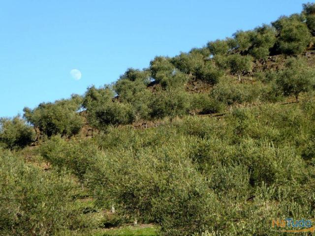 Propriedade c/ Amendoal, Olival, Vinha em Portugal, Alfândega da Fé, Bragança | 26083150667
