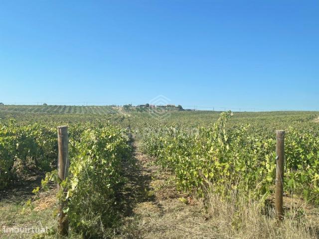 Propriedade com 18 hectares, com olival e vinha em Torres Novas