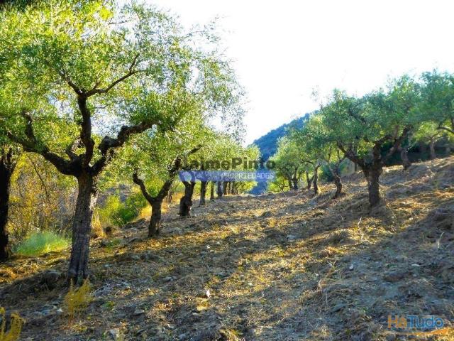Propriedade com 5.100 oliveiras, 52ha, Barca DAlva. Portugal, Douro Superior, Guarda. | 26083833198
