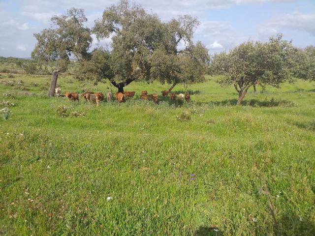 Propriedade com cerca de 20 hectares de Serpa, Penalva