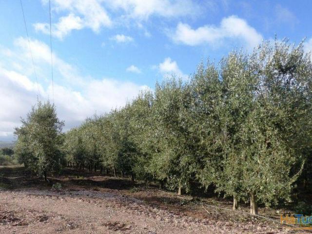Propriedade de 121 ha OLIVAL e AMENDOAL. Portugal, Vila Real, Valpaços. | 26072476656