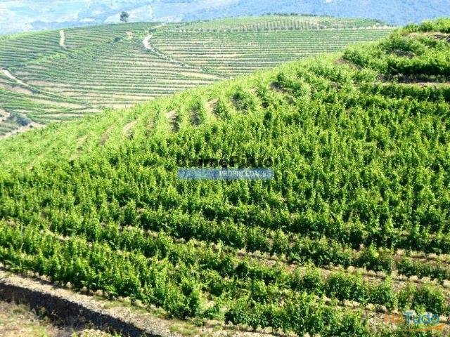 Propriedade de 14ha com Vinha no Douro. Portugal, S. João da Pesqueira, Douro. | 26083674740