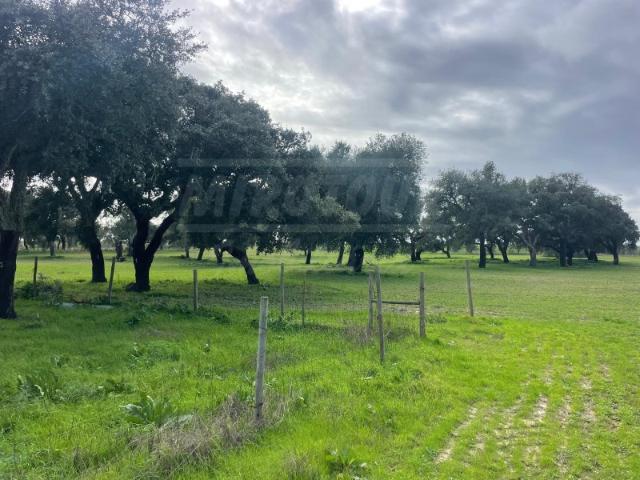 Propriedade Rústica com 11 Hectares junto a Canhestros