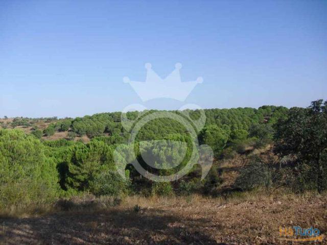 PROPRIEDADE RUSTICA COM 19,125 HECTARES | 26083920273