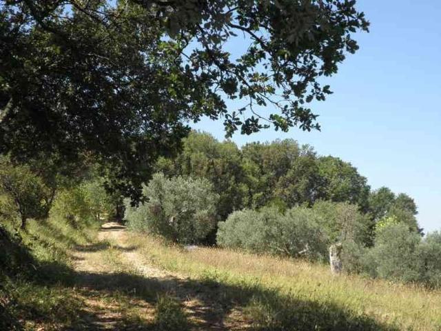 Proprietà rustica in vendita di 245 m² in Via Livornese