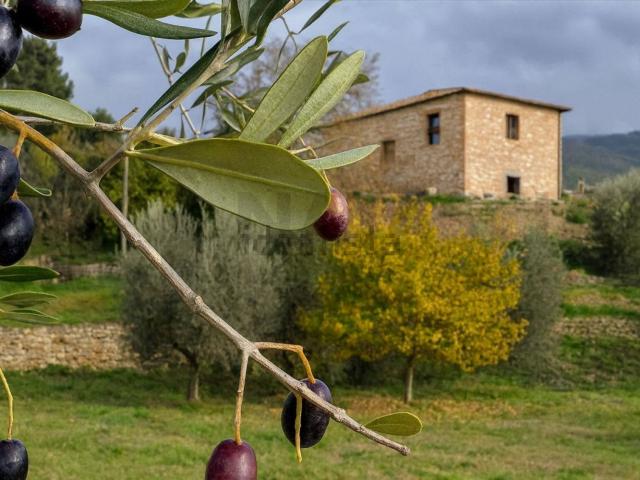 Proprietà rustica in vendita di 312 m² in Località Fontisterni