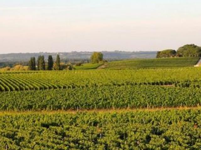 Propriété avec vue dégagée sur le vignoble du sauternais