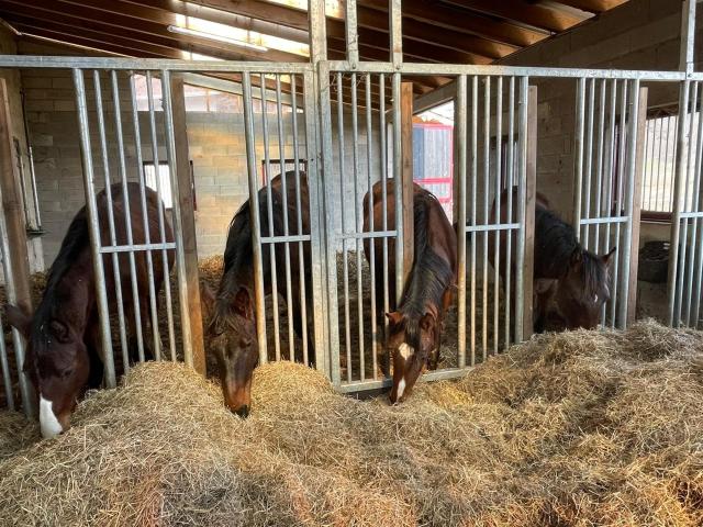 Propriete Equestre Sur 10 Hectares De Patures 110m² Saulx