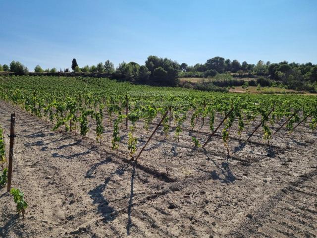 Propriété viticole 45m² Lézignan Corbières