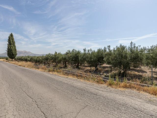 PRECIOSA PARCELA DE OLIVOS EN SANTA FE