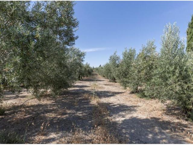 PRECIOSA PARCELA DE OLIVOS EN SANTA FE
