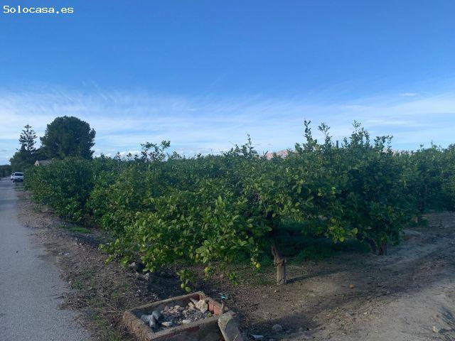 PRECIOSA PARCELA DE CULTIVO BERNA Y FINOS
