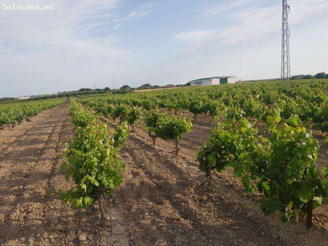 PRECIOSO VIÑEDO DE 35.000M