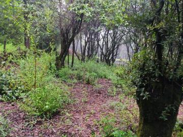 Predio en el corazón del bosque