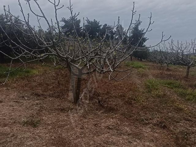 PRESTİJ GRUPTAN GÜNDOĞDU'DA SATILIK 1.080 M2 İNCİR BAHÇESİ