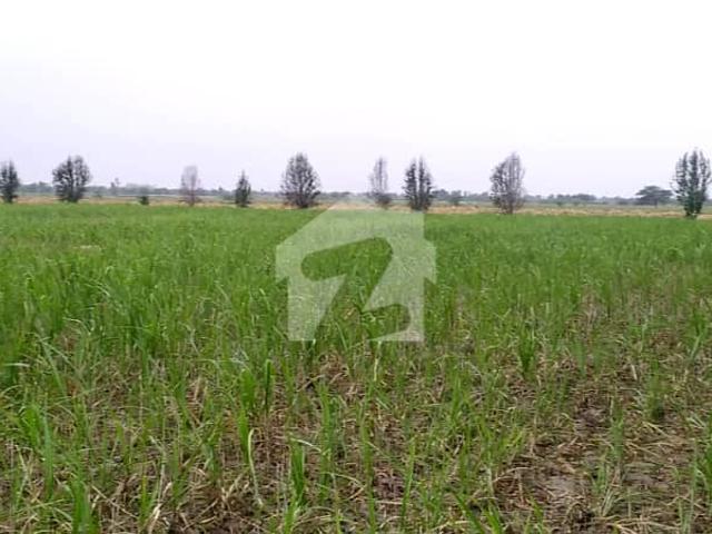 Prime 50 Acer Fully Agriculture Land For Sale At Near By Shahkot Faisalabad Road Punjab