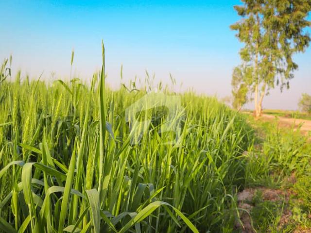 Prime 13 Acer Fully Agriculture Land For Investment For Sale at near Samundri Road Faisalabad
