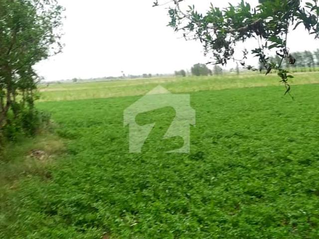 Prime 33 Acer Fully Agriculture Land For sale at Near Shahkot Punjab