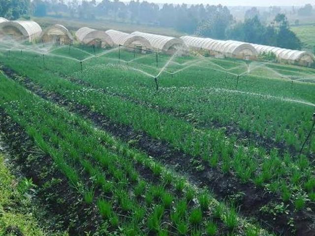 Prime 350 Acres for Sale in Molo!