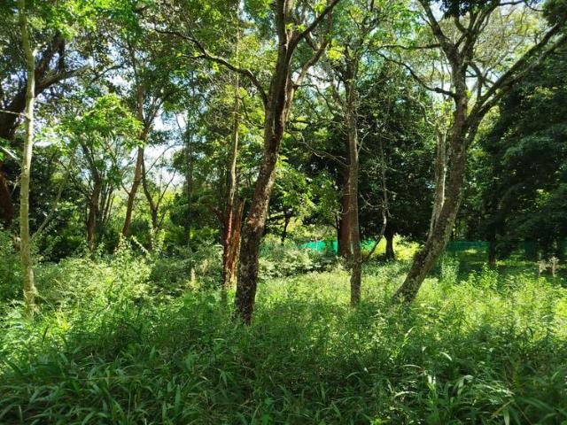 Prime ½ Acre Land for Sale in Karen Nairobi Kenya