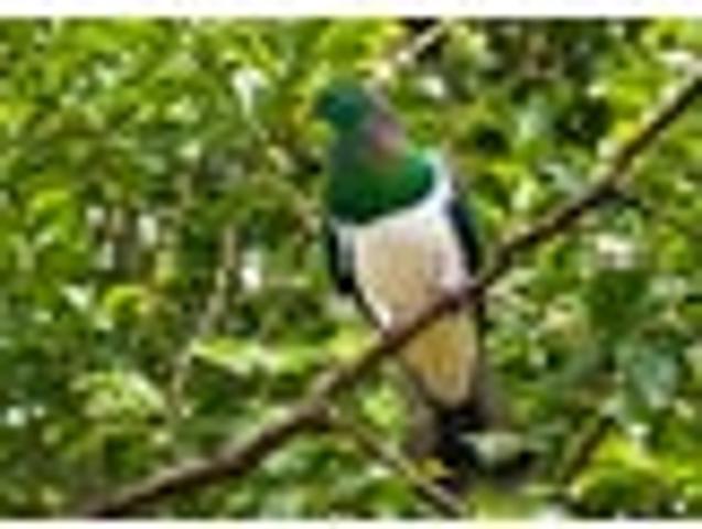 104ha Bush Sanctuary near Whangarei Heads