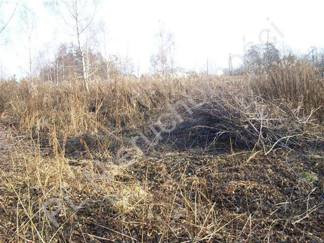 Pruszkowski, Kanie