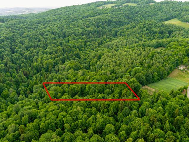 Prywatny las 41 ar – Siemiechów, gm. Gromnik