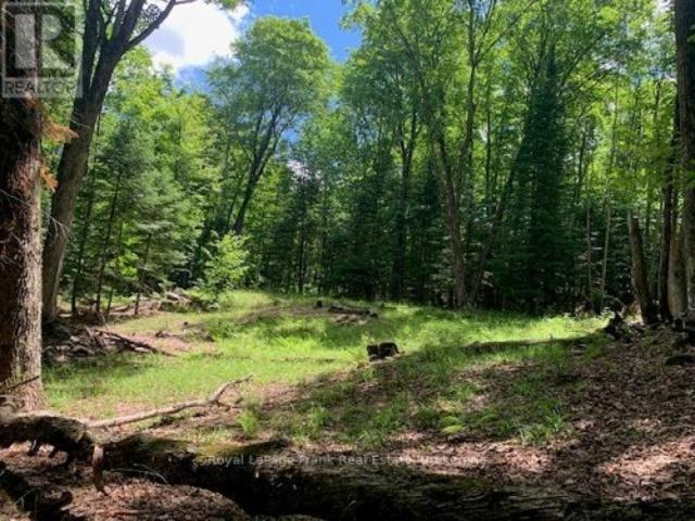 Pt Lt 66 North Drive, Dysart Et Al Dysart, ON, K0M 1S0 vacant land for sale | Listing ID X13500 | Royal LePage