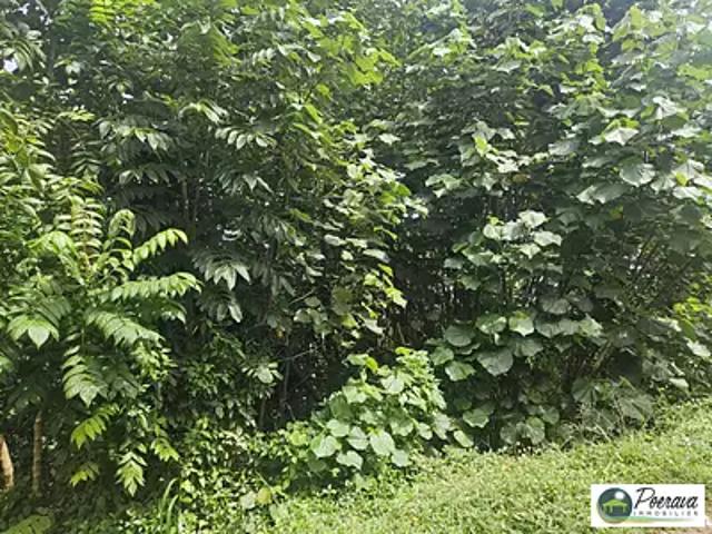 Punaauia 98718 Achat / Vente terrain